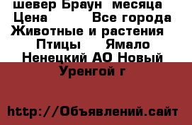 шевер Браун 2месяца › Цена ­ 200 - Все города Животные и растения » Птицы   . Ямало-Ненецкий АО,Новый Уренгой г.